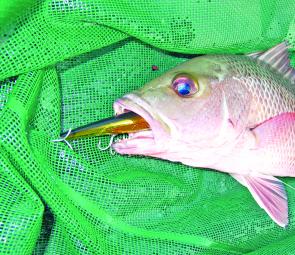 This Hinchinbrook jack absolutely slammed the Bomber 15A. Slightly bigger and aimed at a barra, no-one was complaining when this jack smashed the lure in less than a foot of water.